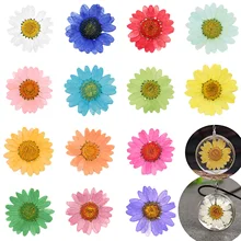 12 Pcs 2-3cm Pressed Press Dried Daisy Dry Flower For Epoxy Resin Pendant Necklace Jewelry Making Craft DIY Accessories