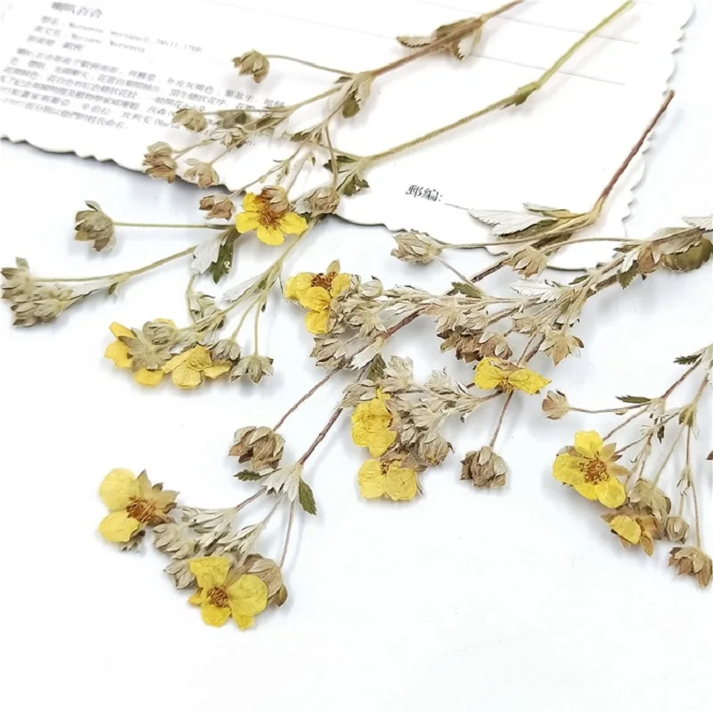 30 шт прессованный высушенный Роза multiflora цветочный с уплотнением для эпоксидной