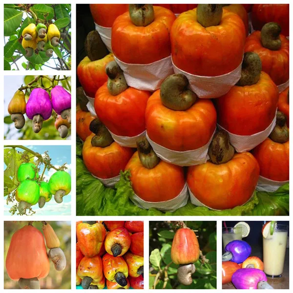 Садовое растение 5 шт. семена дерева кешью анакардиевый оксидент редкие