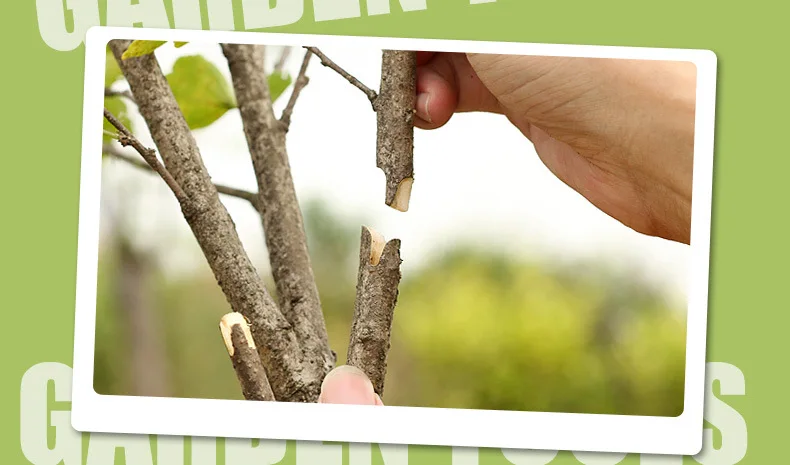 Завод Cut детская садовый секатор ножниц цветы дерево Обрезка винограда Seedle