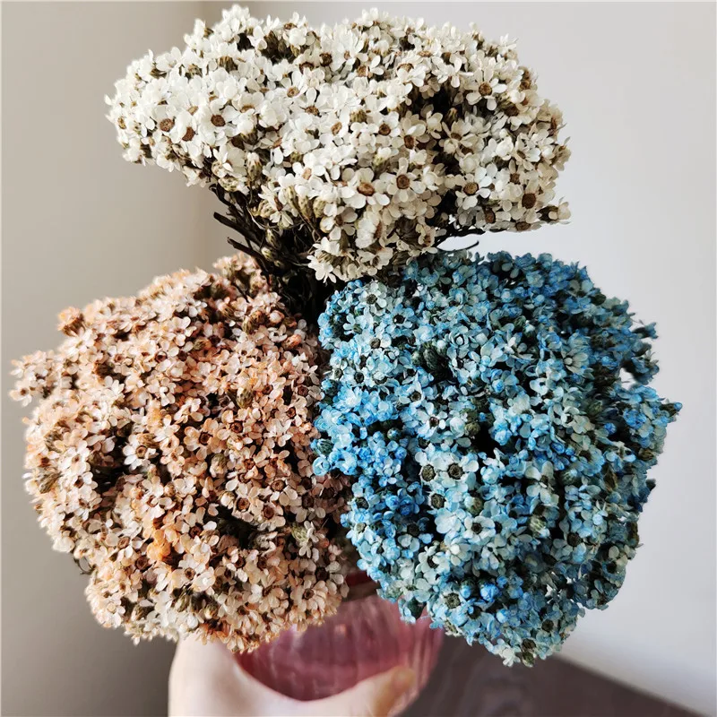 

Home Decore Real Preserved Flower DIY Flower Feverfew Ikebana Tiny Flowers Wedding Table Decoration