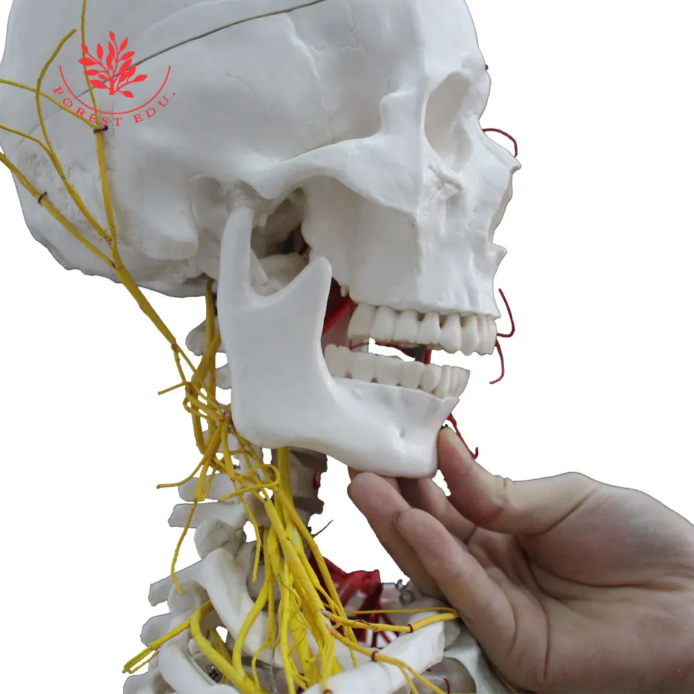 Модель скелета в натуральную величину 176 см с цельными нервами и артериями |