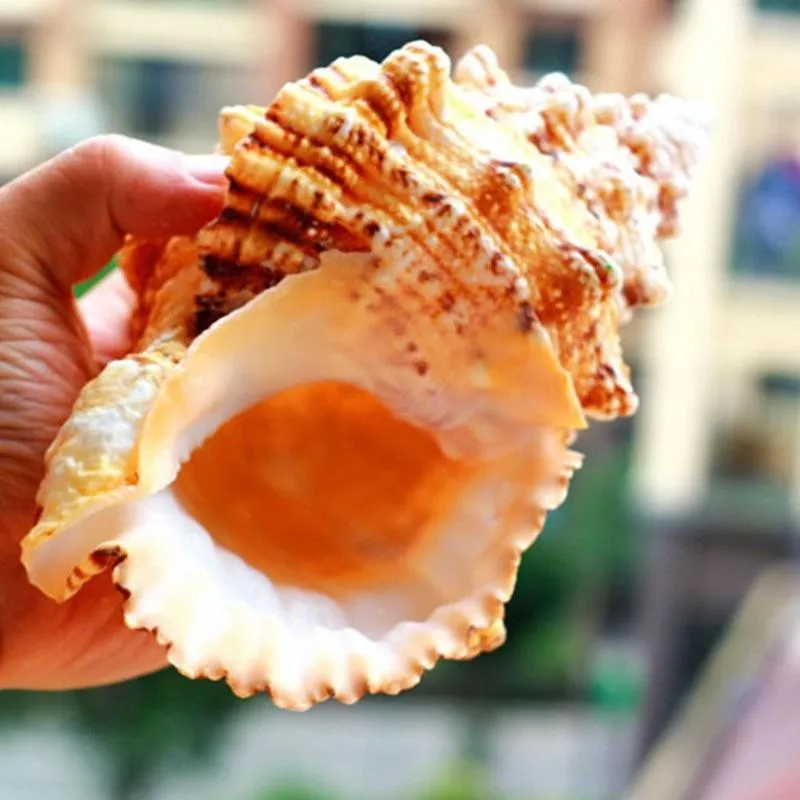 1 шт. Большая Морская ракушка украшения для мебели