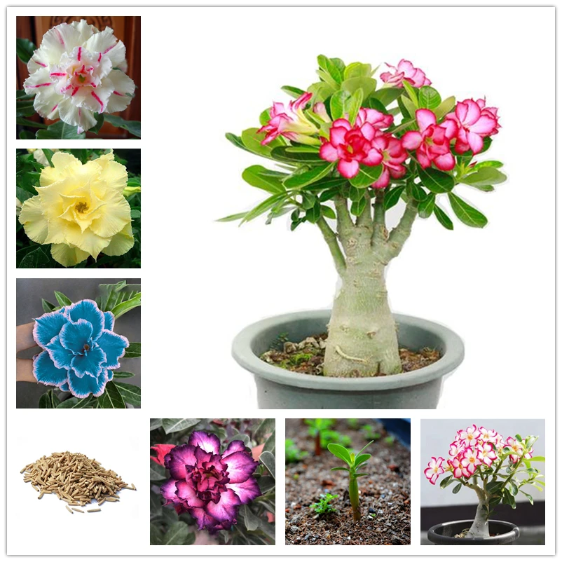 

3Pcs Perennial Desert Rose Seeds Nature Colored Flowers Adenium Obesum Flower Fragrant Incense 6TL-I