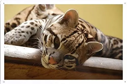 Оловянный плакат (20x30 см) Ocelot 18542 с мировым знаком животного металлический