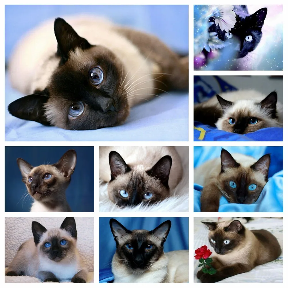 

Diamond Painting Siamese Cat diamond Mosaic Animal Full Round Embroidery Rhinestone Picture Cross Stitch 5D Home Decor
