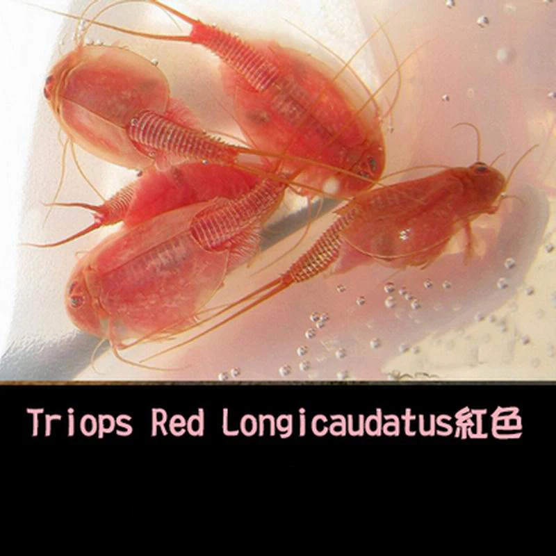 Red 80 мм длина Triop яйца Волшебные живые животные дошкольные животные аквариумные животные Triops рождественские игрушки для детей 45 яиц/лот - Цвет: Red