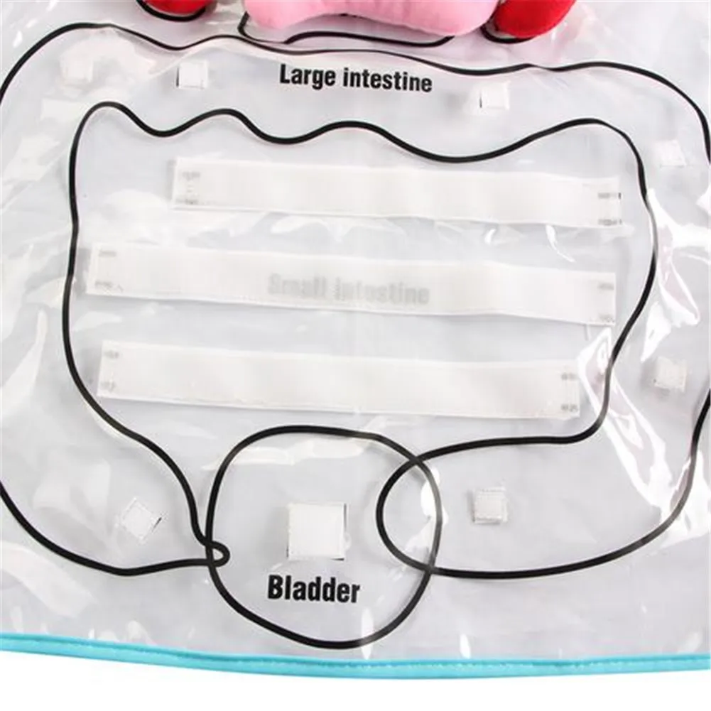 Осведомленности образовательные идеи игрушки для детей анатомии фартук