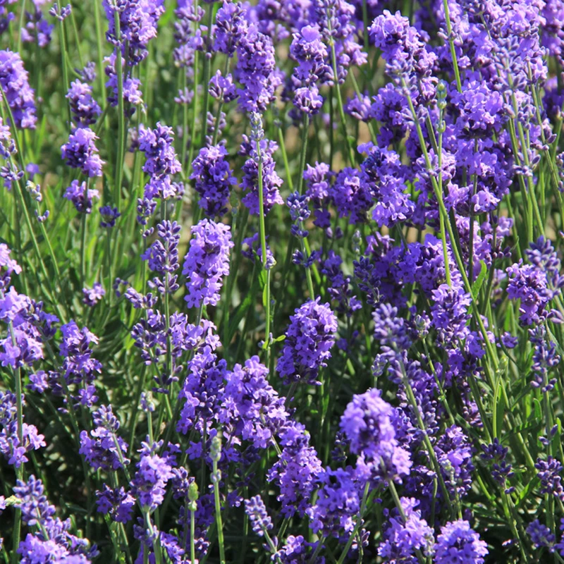 Natural Lavender Bud Dry Flower Sachet Bag Car Room Aromatic Air Refresh Desiccant Home Fragrance Sachets Moth &ampMildew | Дом и сад