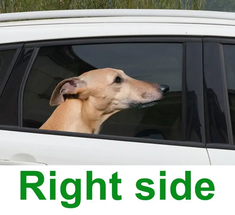 

2021 Fawn whippet car window sticker , 3D sticker, funny sticker, Fawn whippet decal