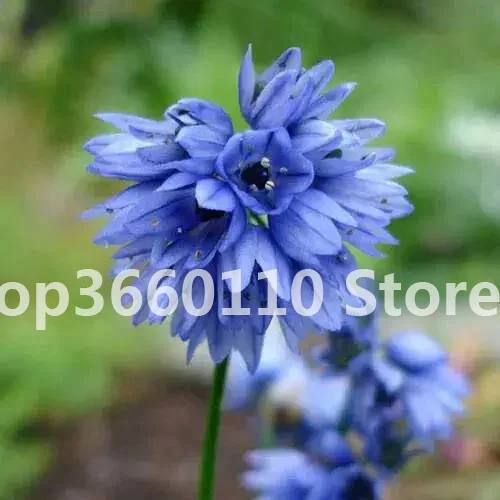 100 шт./упак. Seedsplants Giant Allium Giganteum красивый цветок-бонсай садовое растение в уровень почкования 95% редкий цветок для малыша