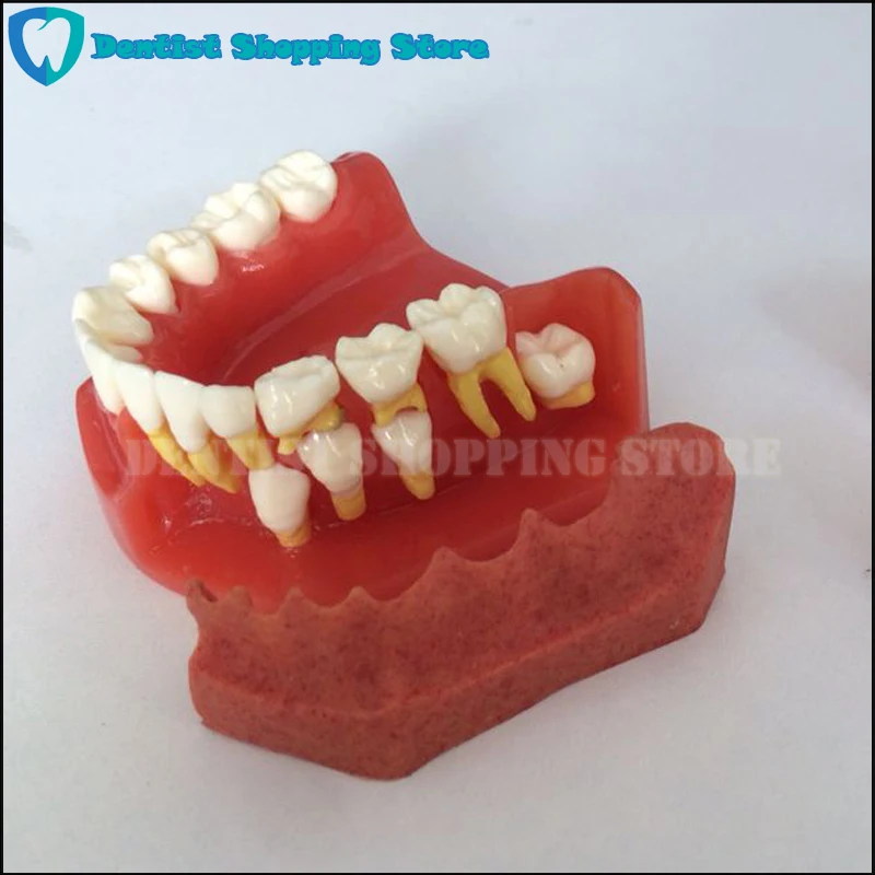 

Dental Model Teeth Anatomical Anatomy Model Children