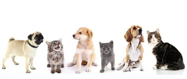 Шелковый постер с изображением милой собаки 24x36 дюймов | Дом и сад