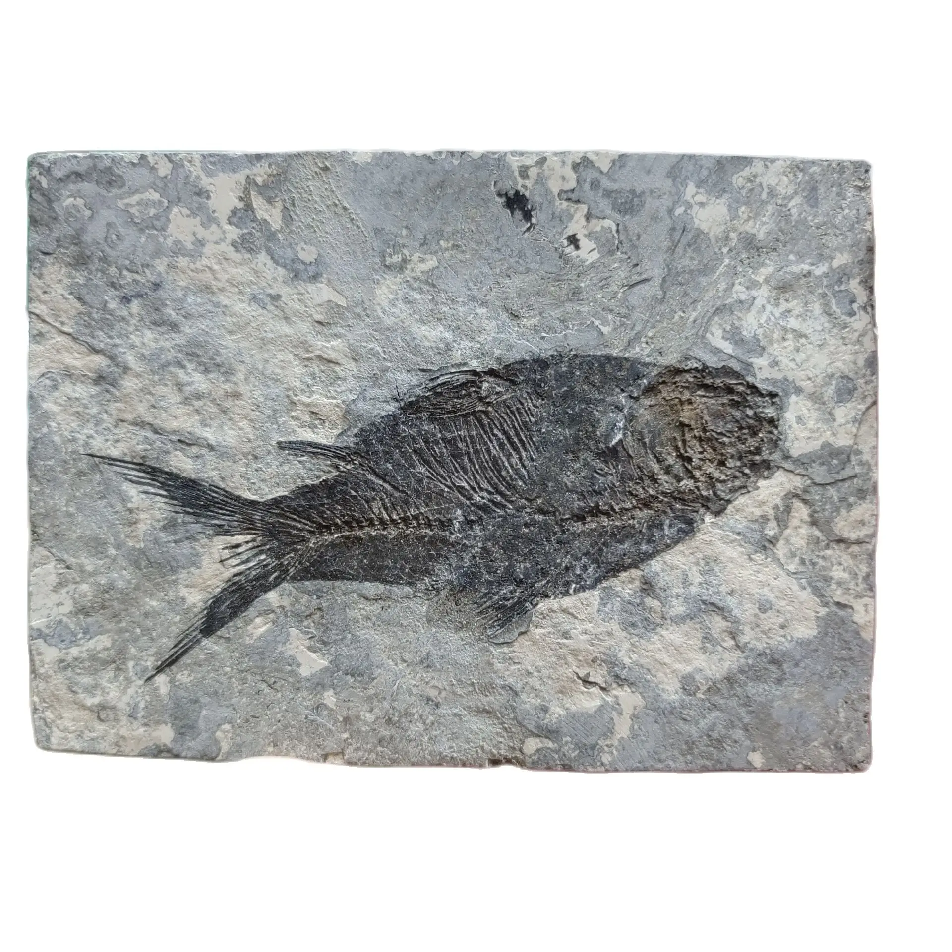 

1pcs Natural Jianghan fish Tail Fossil Ancient Fossils Teaching Specimens Collection