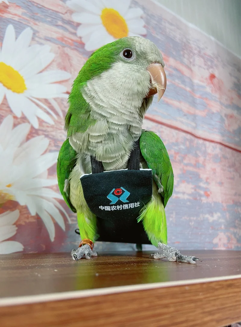 

Reusable diaper diaper flight suit washable suitable for Parrot excrement pocket love bird tiger skin peony Xuanfeng wear