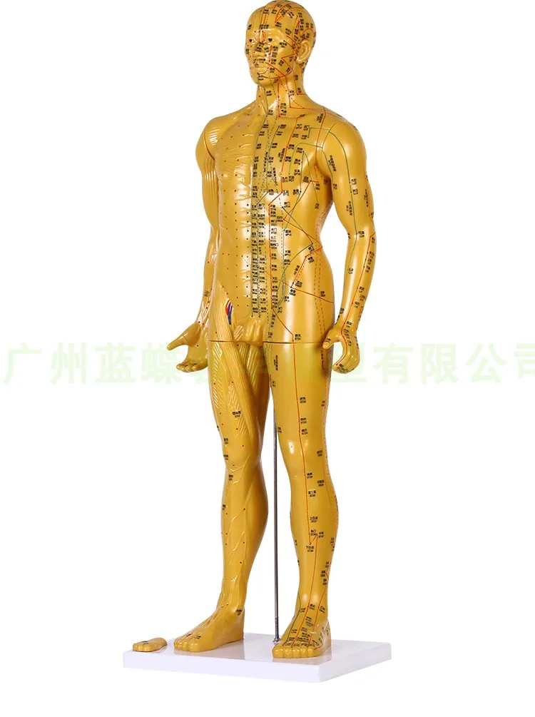 85CM PVC Human Acupoint Acupuncture Model TCM Meridian Anatomy copper Man Model TCM Acupuncture Massage Physiotherapy