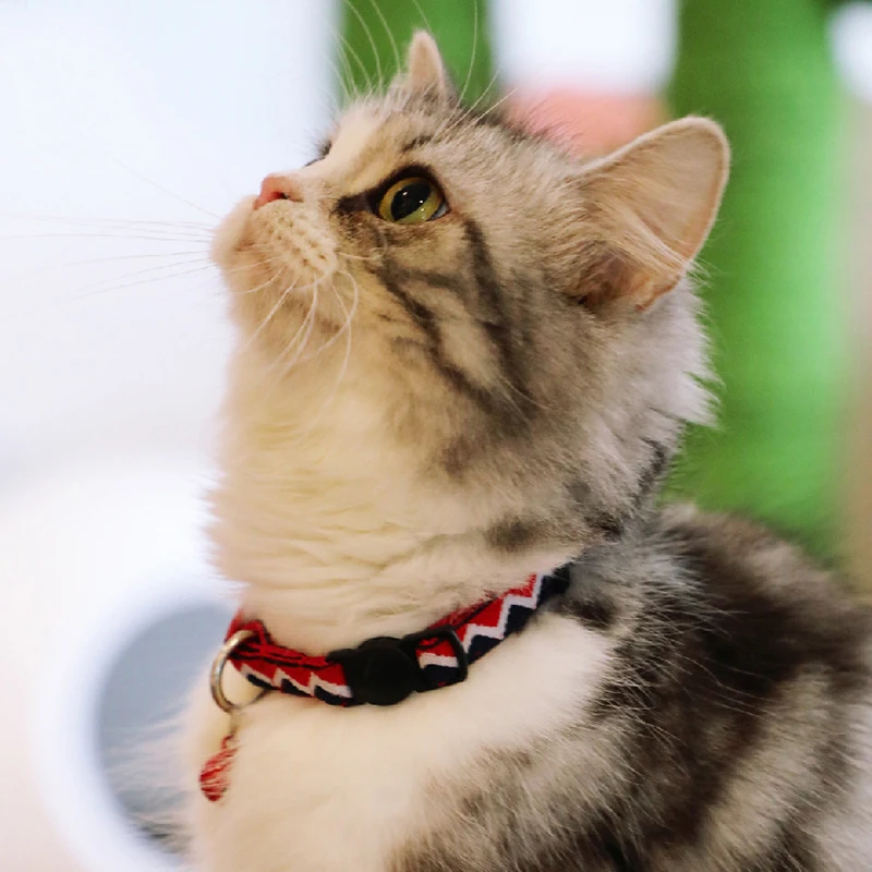 

Cat Collar Designer Cat Collars Rainbow Series Cat Collar Accessories Cat Accessories Pet Personalised Collar with Bells tags