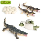 Модель дикого животного-Амфибии, детская мини-фигурка из ПВХ, крокодил, Нил, крокодил, цикл роста, кукла, подарок для детей
