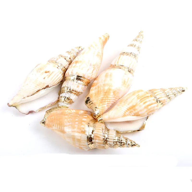 5 шт. декоративные ракушки для аквариума пляжа|Ракушки и морские звезды| |