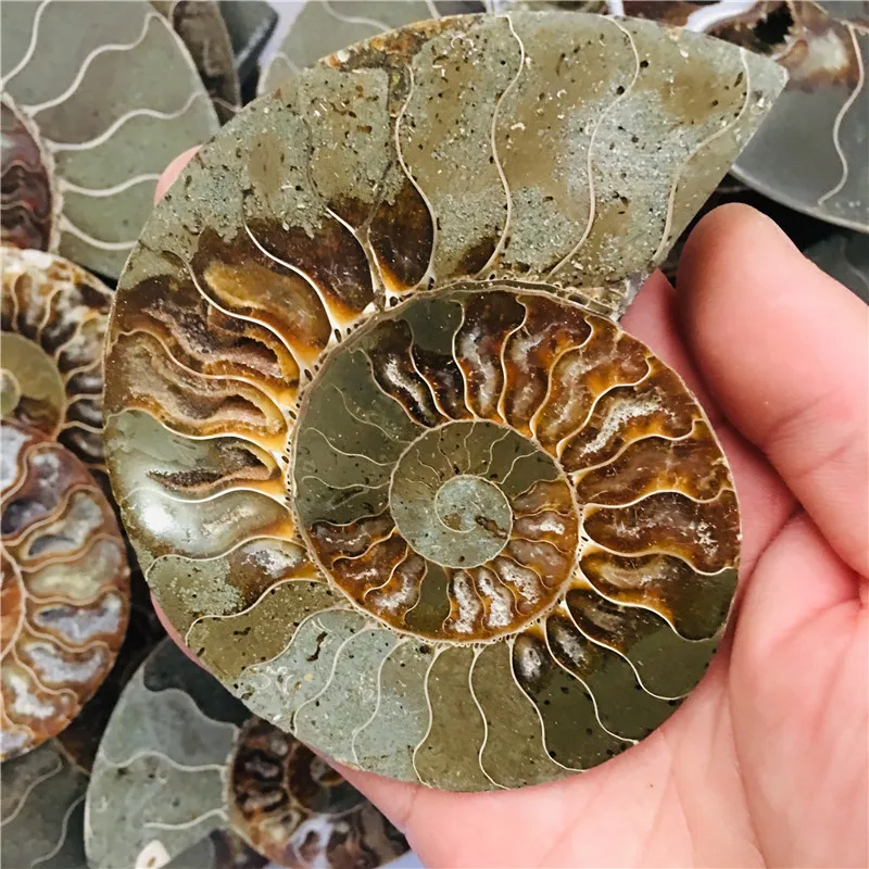1 природный Аммонит довольно NAUTILUS Мадагаскар ископаемого с лечебным действием