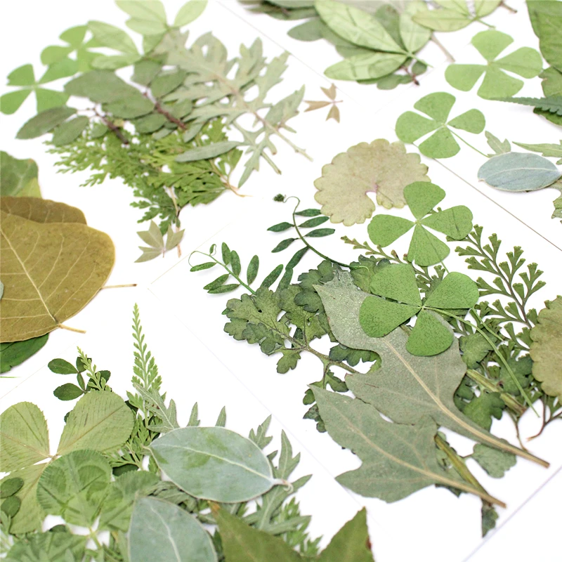 12pcs/bag Nature Pressed green leaves petals Real plant for DIY Art Craft Bookmark Wedding invitation Gift card Decoration | Дом и сад