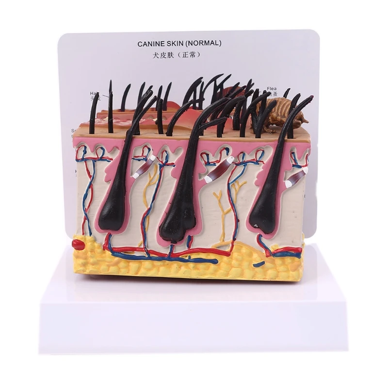 

Canine Dog Skin with Flea Bite Model Anatomical Anatomy Display Teaching Study