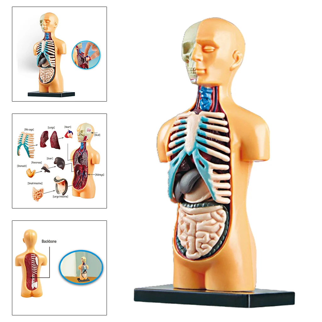 

Демонстрационная модель человеческого тела наука, демонстрация анатомии человека, Обучающие игрушки «сделай сам»