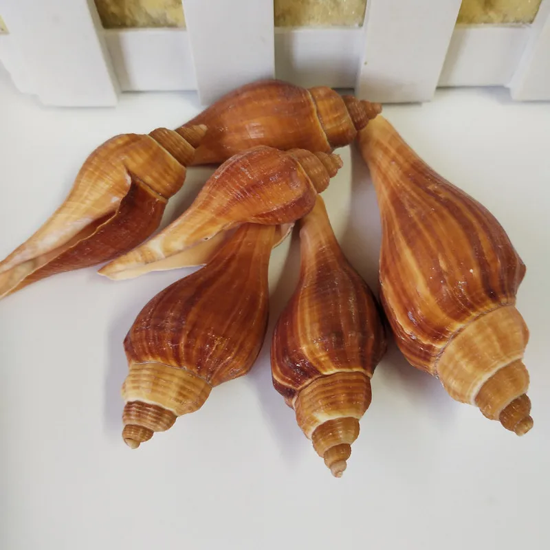 

10pcs Natural Sea Shell of shells Married Home Decoration sea conch party children crafts sea conch