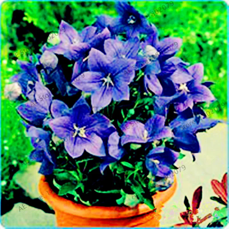 7 105 шт./уп. Campanulaceae Цветочный бонсай, редкие ограниченной горшечные растения для дома и сада, внутреннего и наружного использования легко растить - Цвет: 7