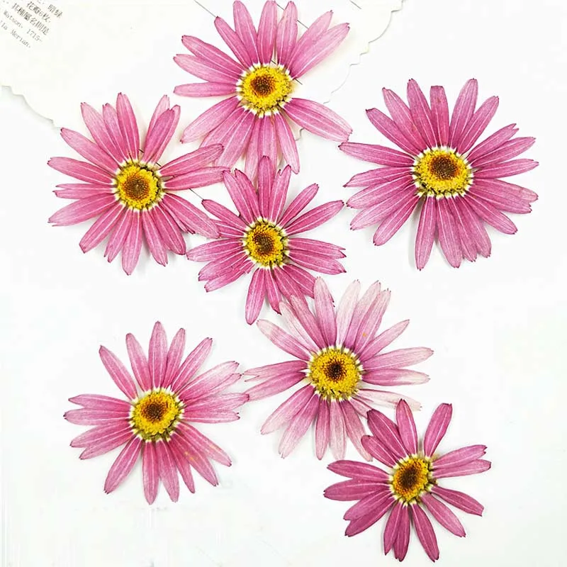 Высушенные цветы Маргариты 2022 года искусство для праздничного украшения
