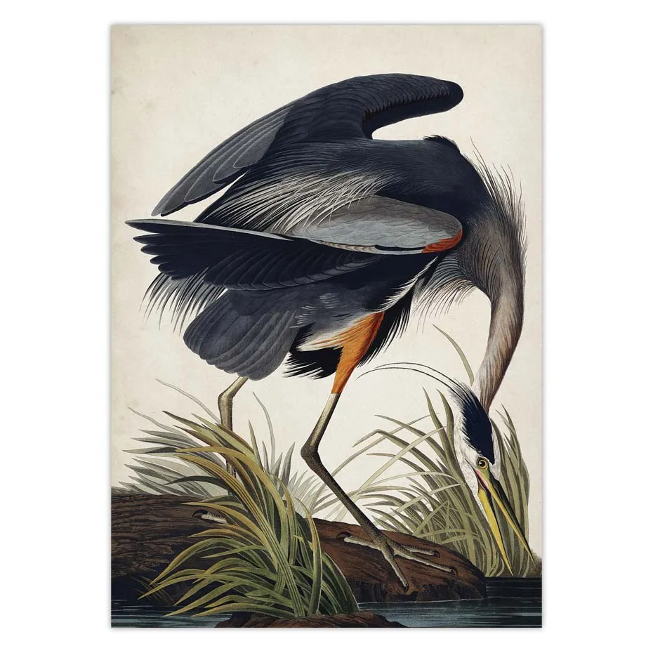 Винтаж птица холст печати Audubon плакаты с птицами Розовый фламинго Сова Pelican
