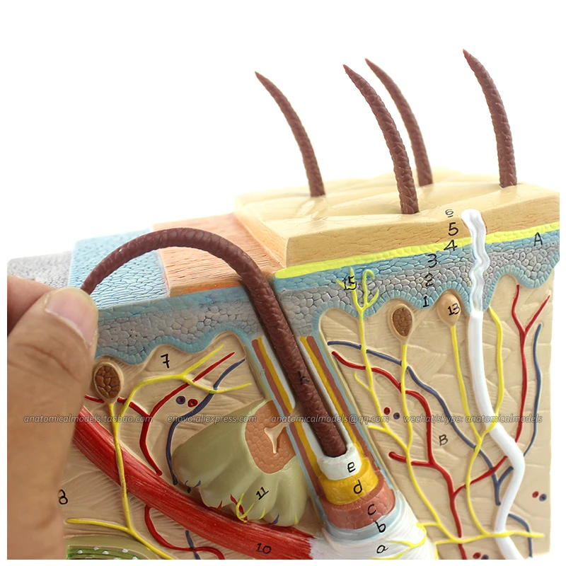 

12531-1/ 70 times Life-size Human Skin Block with Hair Anatomy Models