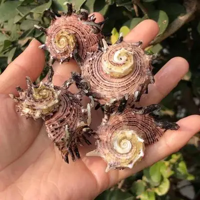 

Натуральная ракушка, Длинные шипы, морской конек, шпиндельная Корона, улитка, украшение для дома, коллекция подарков для друзей