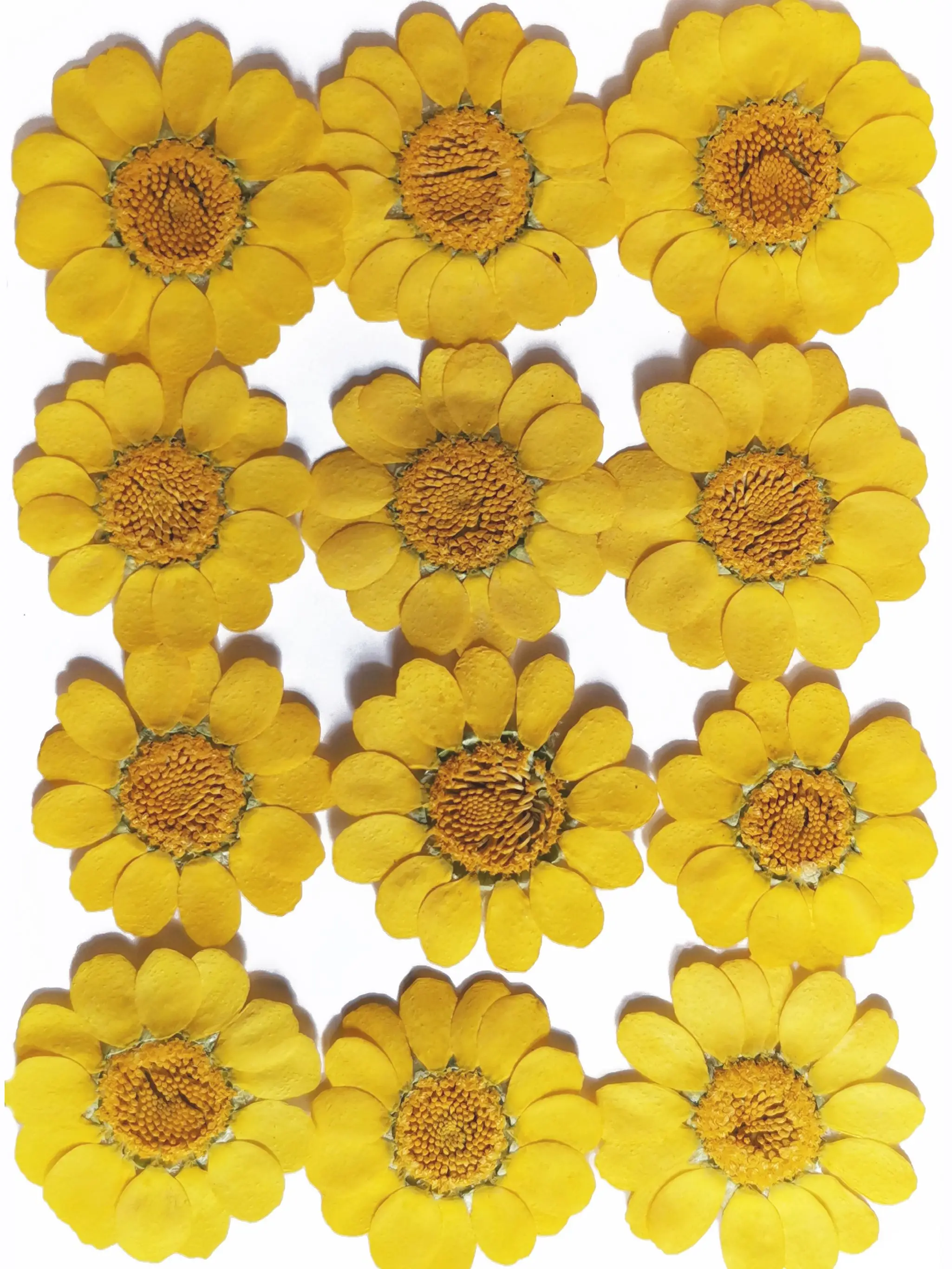 Настоящие сушеные натуральные прессованные цветы смешанные листья набор