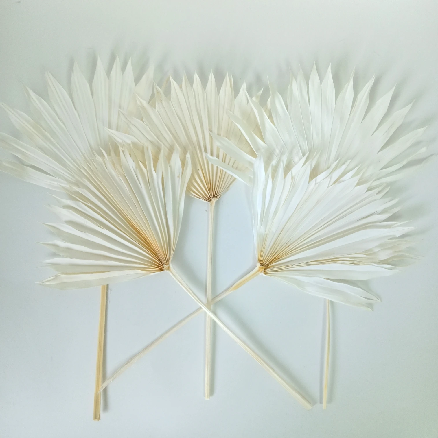 

Dried Natural Palm, Small Palm Leaves,Palm Fan Flower Stem Decor