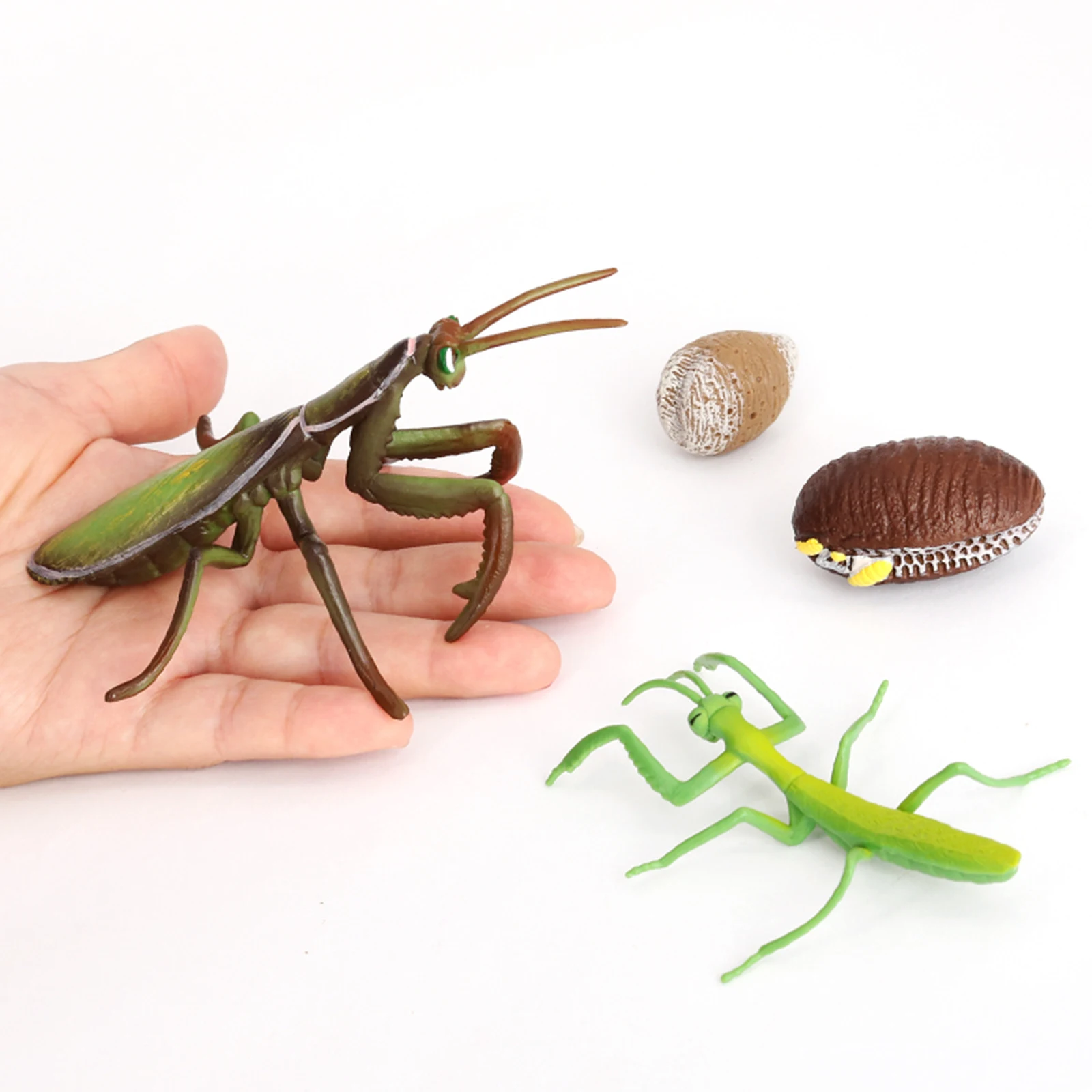 

Один комплект стадии жизненного цикла фигуры насекомых учебные принадлежности