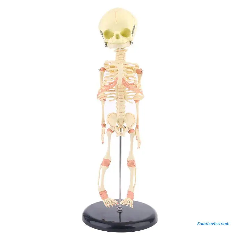 

Одноголовый детский череп, человеческое исследование, искусство, анатомия, обучение, демонстрация