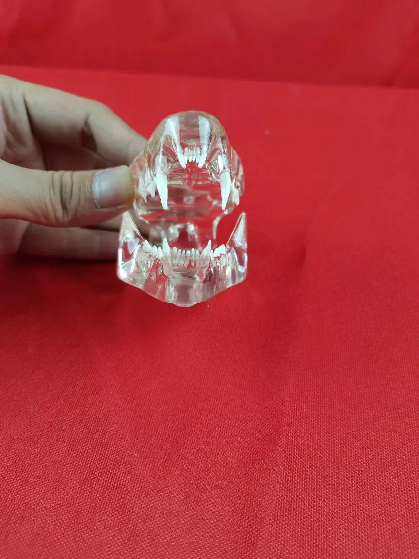 Прозрачная модель зубов для собак анатомическая обучающая ветеринарный Канан -