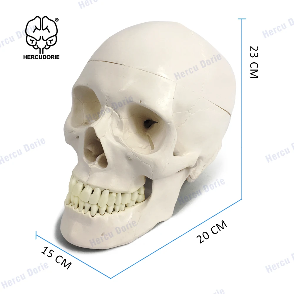 Human Skull and Brain Model 11 Parts Life Size Anatomical Head W/Brain for Medical Teaching Learnin | Канцтовары для офиса и