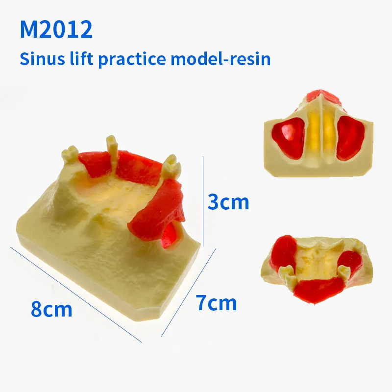 Стоматологическая модель зубов для тренировки при подъеме Модель