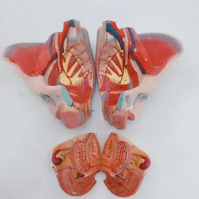 Модель таза для женщин из ПВХ модель тазового дна мышц и нервов с поясничной