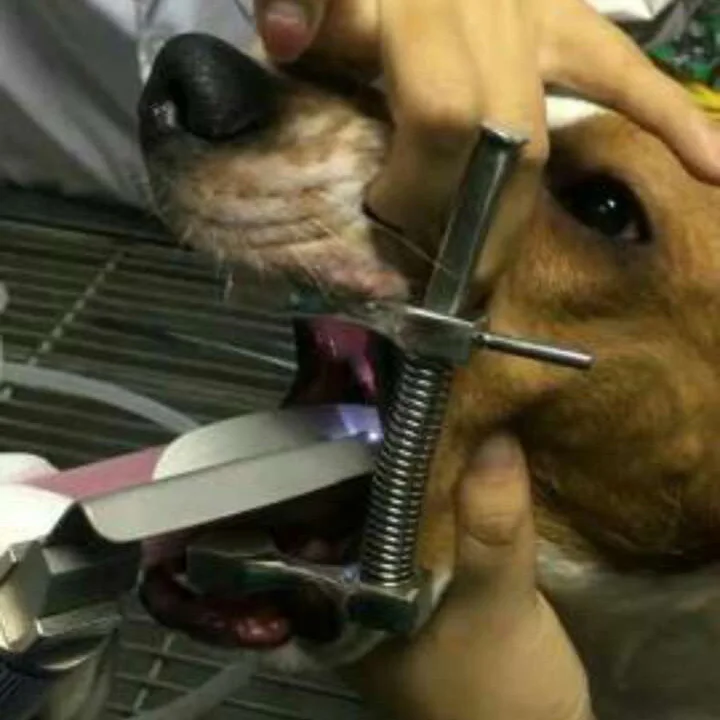 Canine Mouth Gag Surgery Dogs Cats Mouth Opener Dental Mouth Retractors Small Animal Dentistry Veterinary Instrument