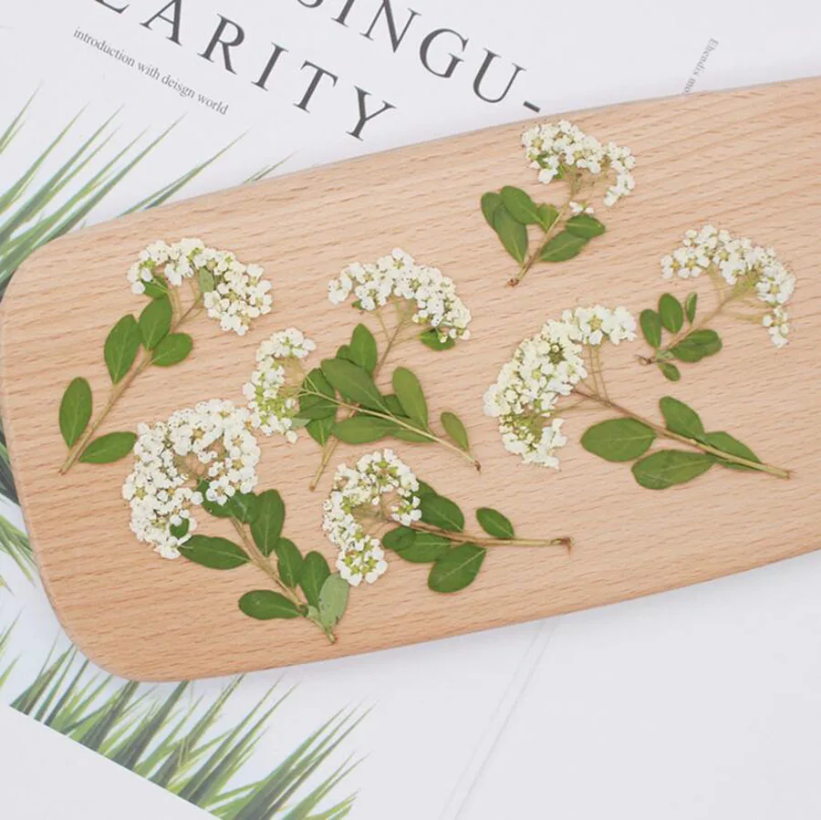 

60pcs Pressed Dried Spiraea Stalk Flower Plant Herbarium For Jewelry Postcard Bookmark Invatation Card DIY Making