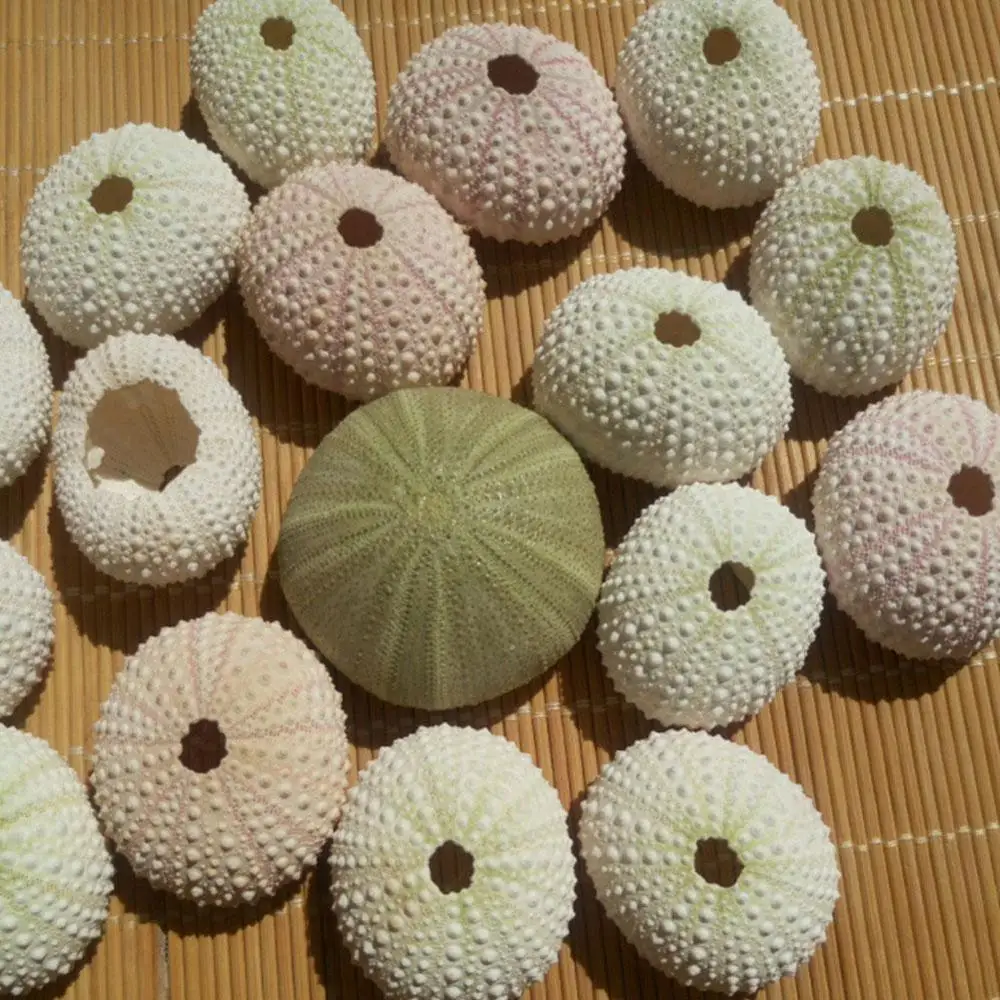 4 шт. натуральные ракушки ежа хрупкие прочные горшки для посадки ананасов конха.