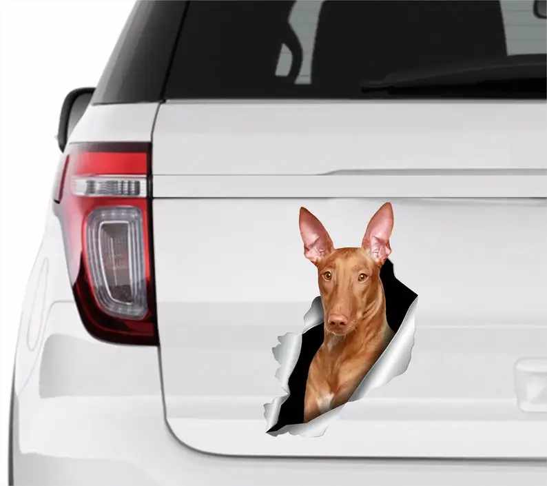 

Pharaoh Hound Dog stickers Hound car sticker Car sticker Pharaoh Hound stickers Dogs sticker Auto stickers Hound car sticker 285
