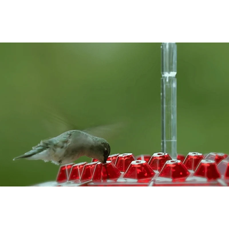 

Mary's Sweety Hummingbird Feeder _WK