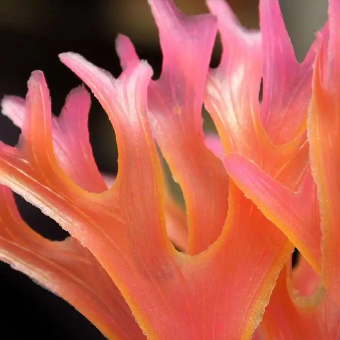 Аквариумные нетоксичные Декоративные искусственные сорняки водное украшение