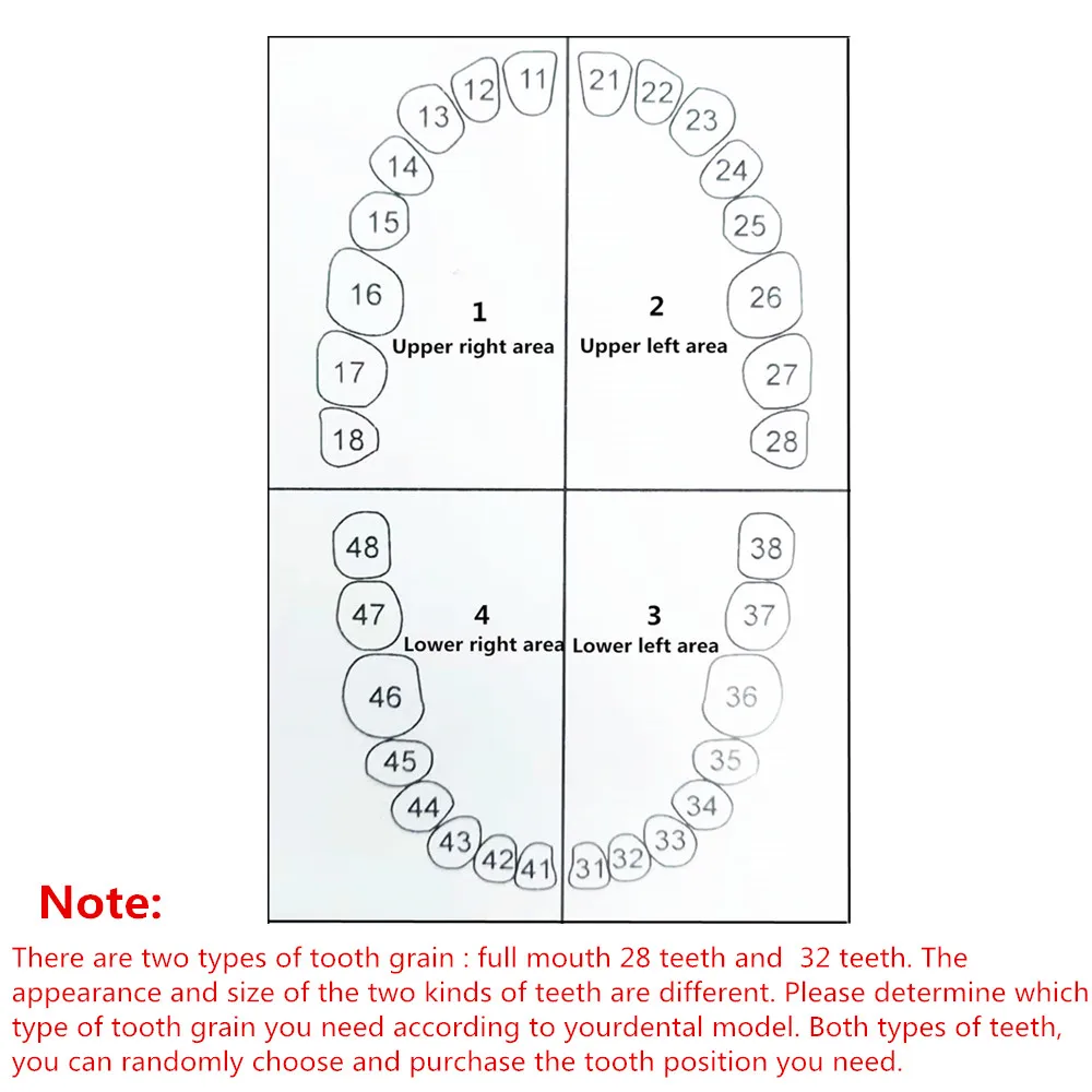 1 шт. Стоматологическая модель зубов для тренировки | Красота и здоровье