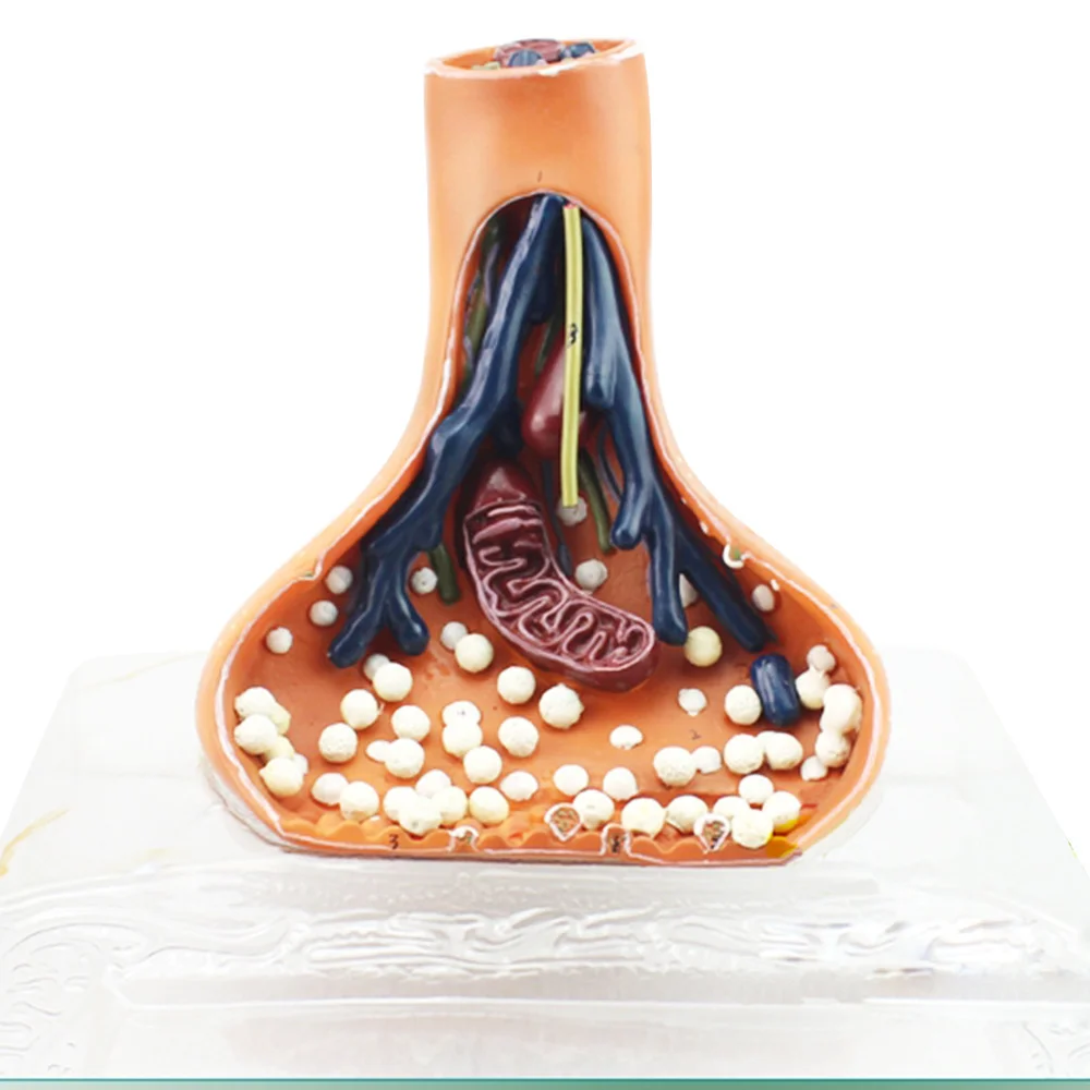 

model human nervous Synaptic system for medical use Synapse Anatomy model Neuronal axis