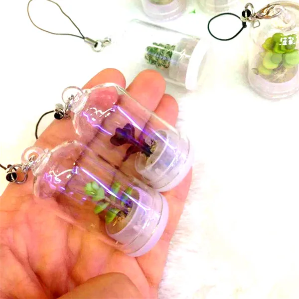 Мини-суккулент в случайном порядке зеленое мясистое растение стеклянная крышка